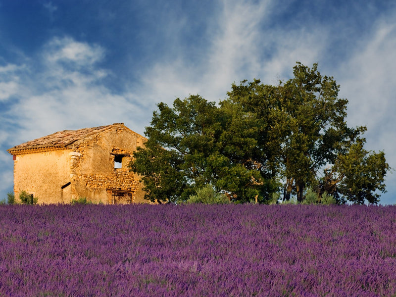 The Aura of Lavender & Lavender's Many Uses - THE SPICE & TEA SHOPPE