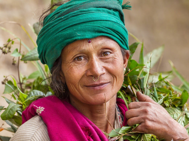 The Story of Darjeeling Tea: The Champagne of Teas - THE SPICE & TEA SHOPPE
