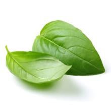 Gourmet Foods - Basil Extra Virgin Olive Oil - THE SPICE & TEA SHOPPE