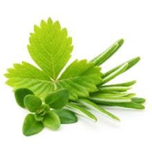 Gourmet Foods - Tuscan Herb Extra Virgin Olive Oil - THE SPICE & TEA SHOPPE