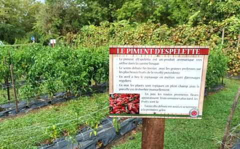 Growing Piment d'Espelette in France